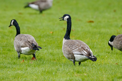 Branta canadensis moffitti