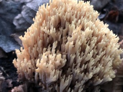 Ramaria stricta