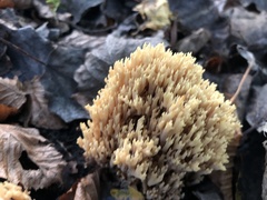 Ramaria stricta