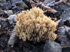 Ramaria stricta