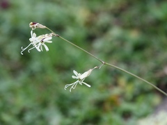 Silene saxatilis