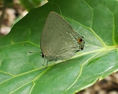 Strephonota tephraeus