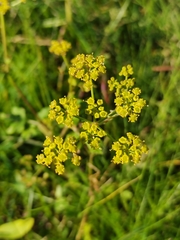 Pastinaca sativa