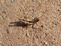 Melanoplus walshii