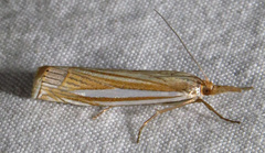 Crambus laqueatellus