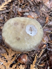 Suillus elbensis