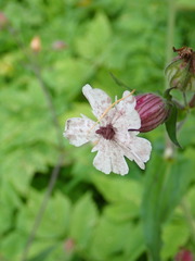 Microbotryum lychnidis-dioicae