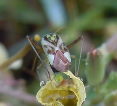 Reuterista instabilis