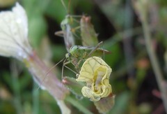 Reuterista instabilis