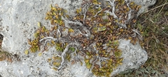 Rhamnus microcarpa