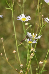 Eupithecia virgaureata