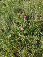 Cirsium vulgare