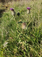 Cirsium vulgare