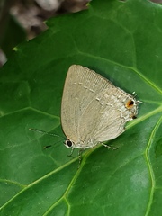 Strephonota tephraeus