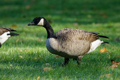 Branta canadensis parvipes