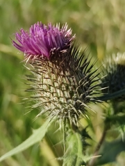 Cirsium vulgare