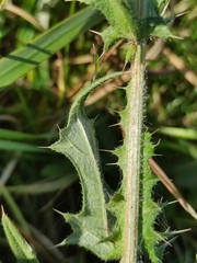 Cirsium vulgare