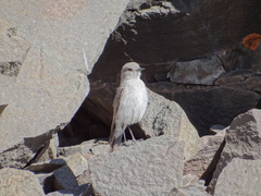 Muscisaxicola cinereus
