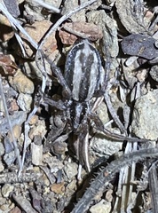 Cesonia trivittata