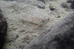 Macrobrachium asperulum