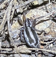 Cesonia trivittata