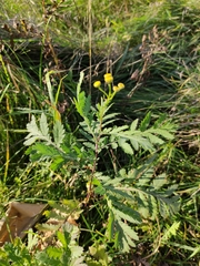 Tanacetum vulgare