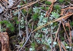 Cladonia asahinae