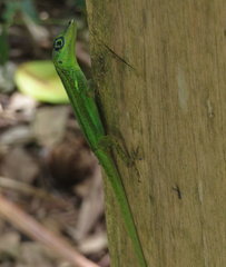 Anolis extremus