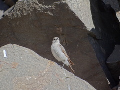 Muscisaxicola cinereus