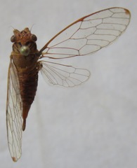 Calyria telifera