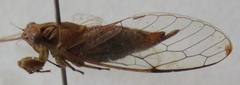 Calyria telifera