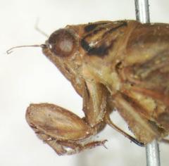 Calyria telifera