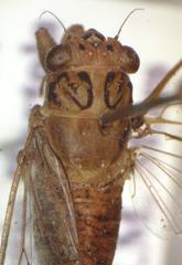 Calyria telifera