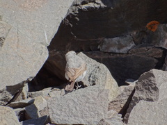 Muscisaxicola cinereus
