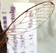 Calyria telifera