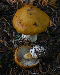 Cortinarius callimorphus