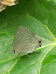 Strephonota tephraeus