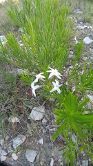 Amsonia ciliata texana