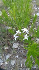 Amsonia ciliata texana