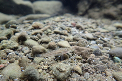 Rhinogobius candidianus
