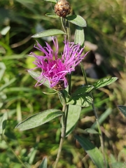 Centaurea jacea