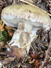 Suillus elbensis