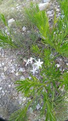 Amsonia ciliata texana