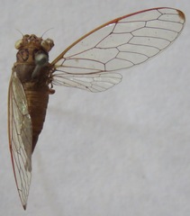 Calyria telifera