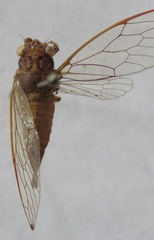 Calyria telifera