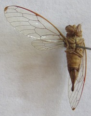 Calyria telifera