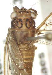 Calyria telifera