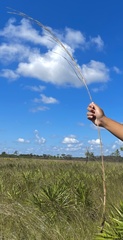 Andropogon cumulicola