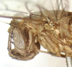 Calyria telifera