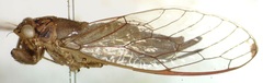 Calyria telifera
